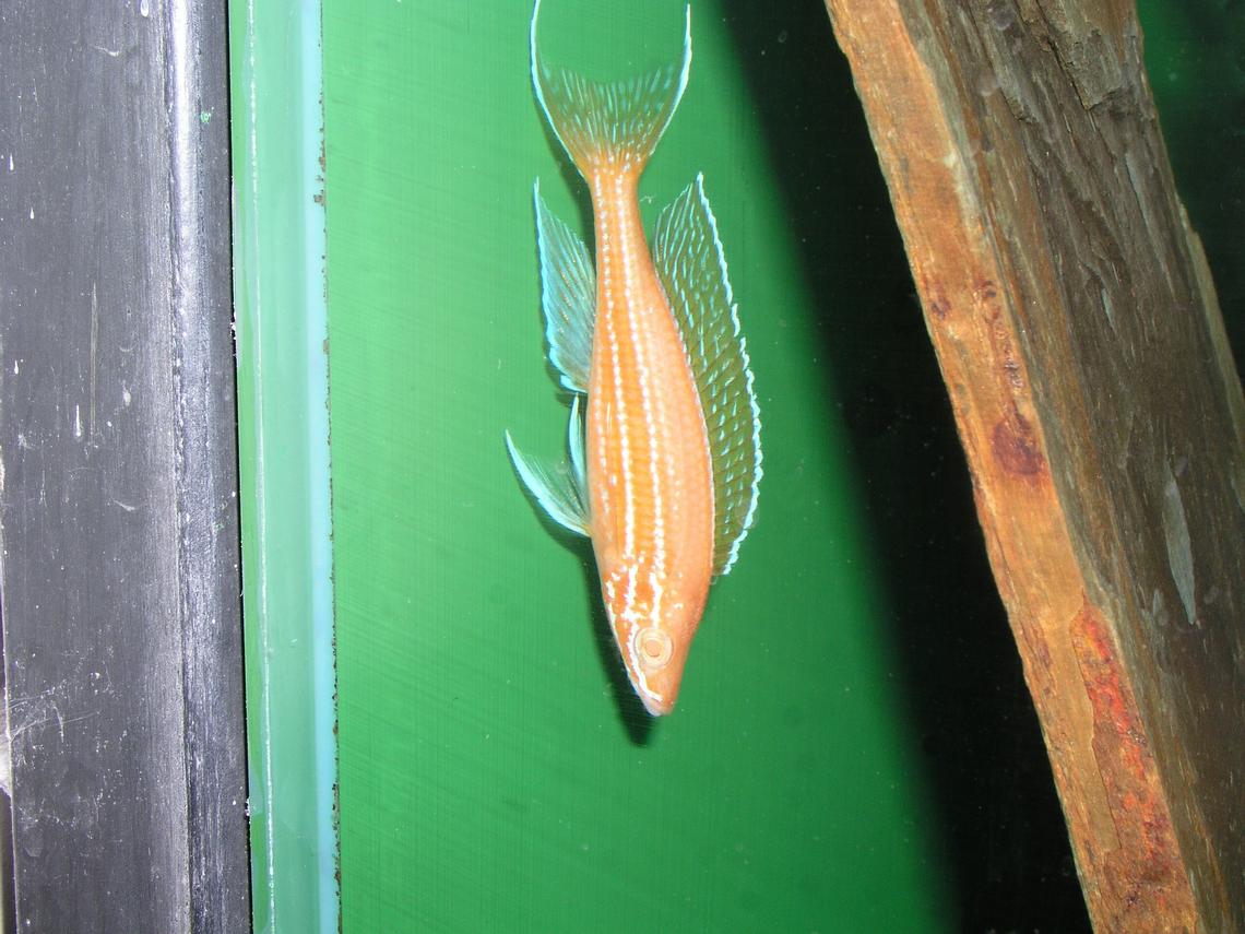 Paracyprichromis nigripinnis Blue Neon albino