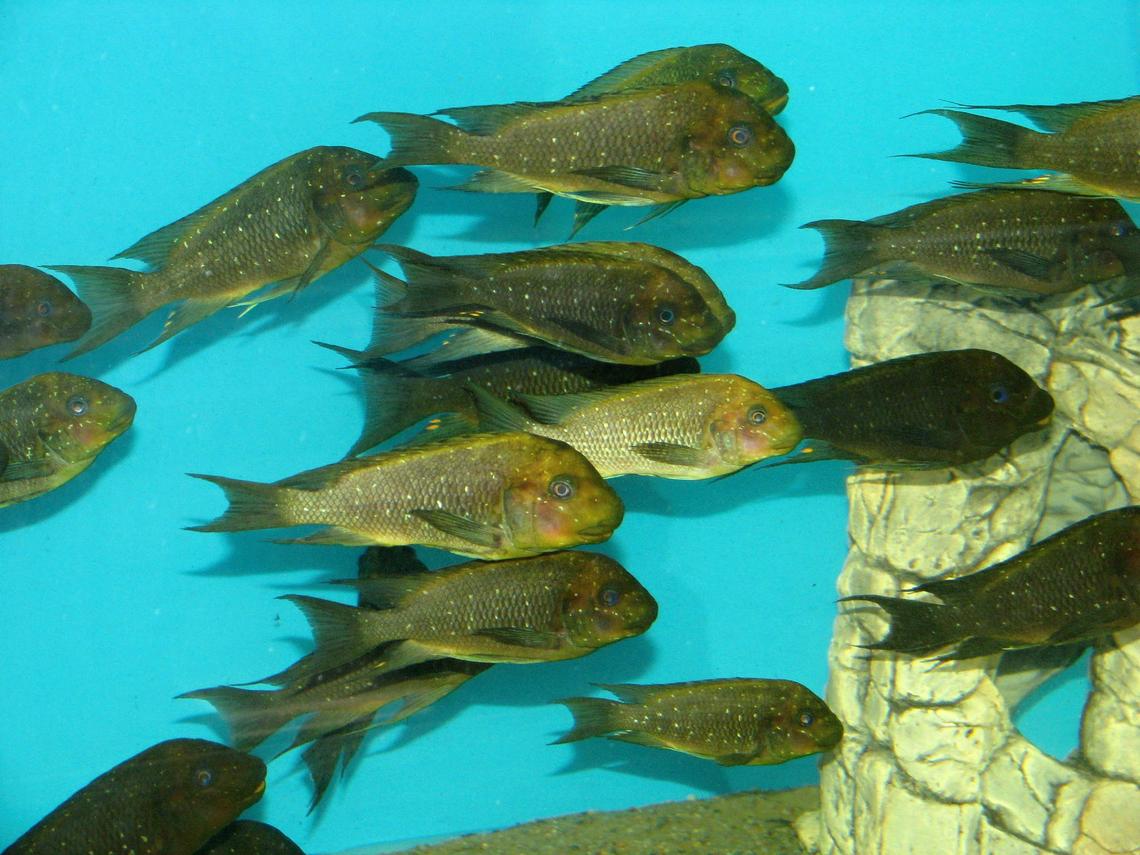 Petrochromis trewavasae_Moliro