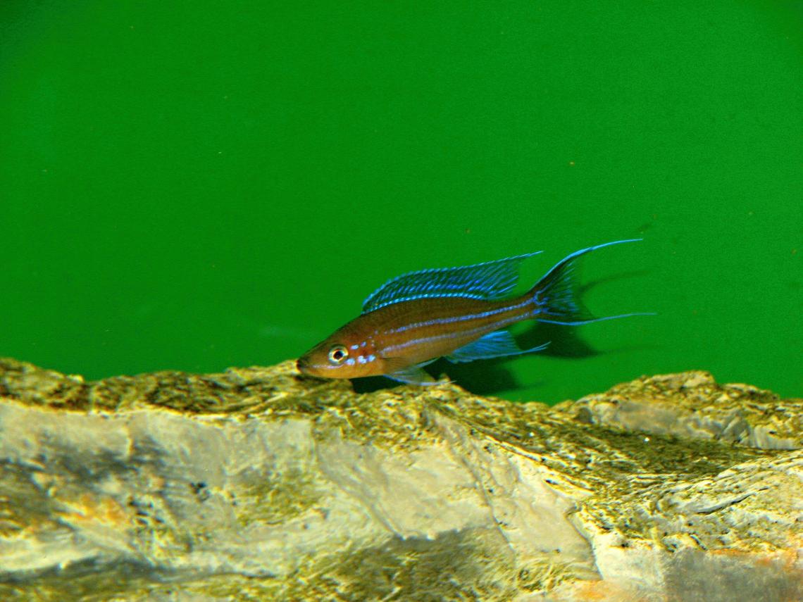 Paracyprichromis nigripinnis Kantalamba