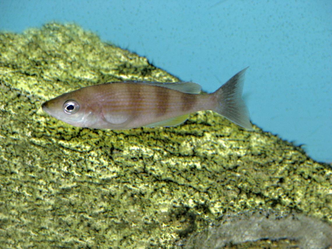 Cyprichromis sp. Kipili Zebra_Mvuna Island_female