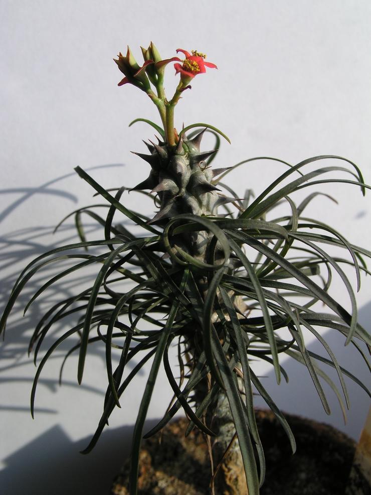 Euphorbia gotlebii