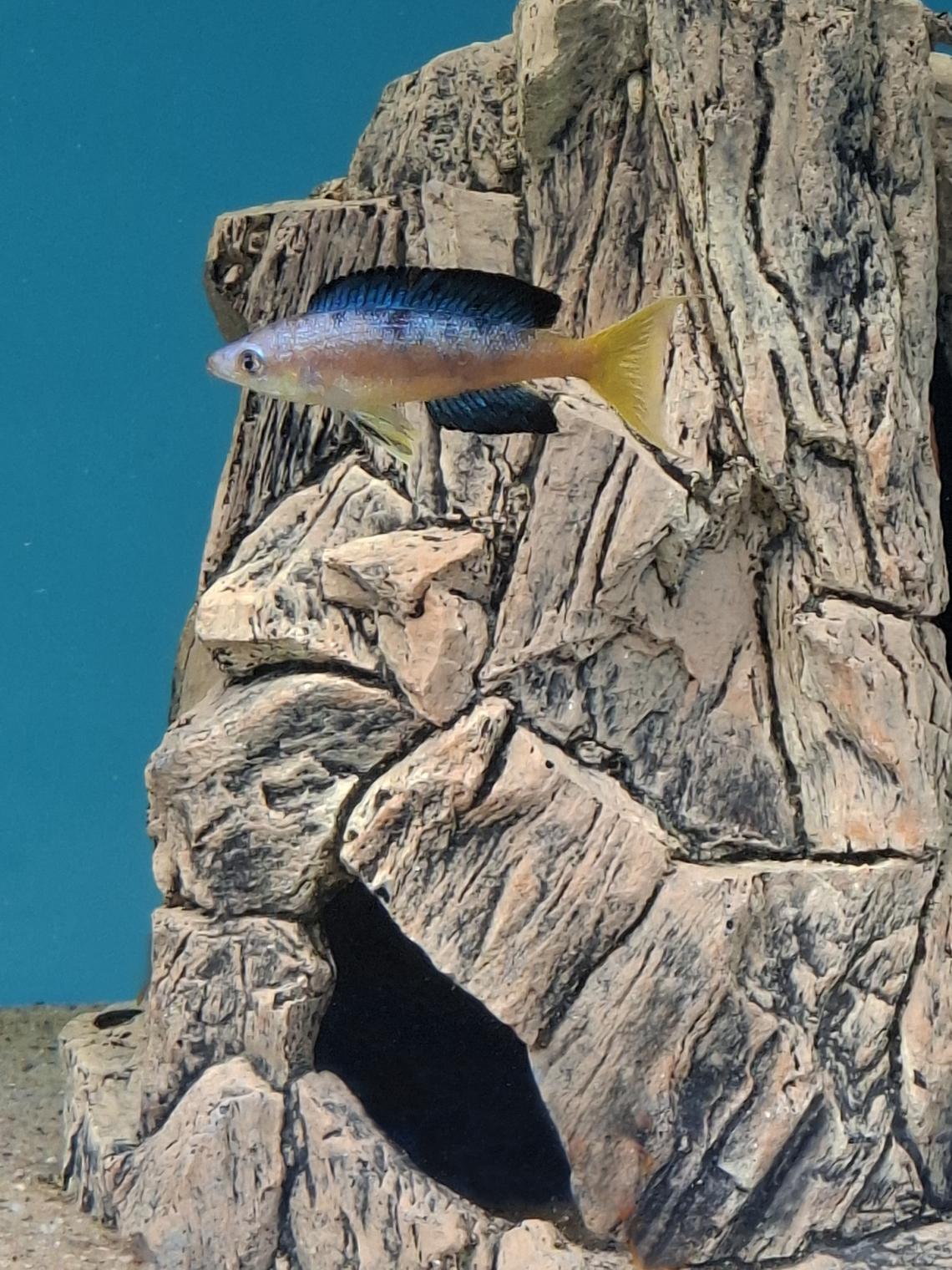 Cyprichromis microlepidotus Bulu Point