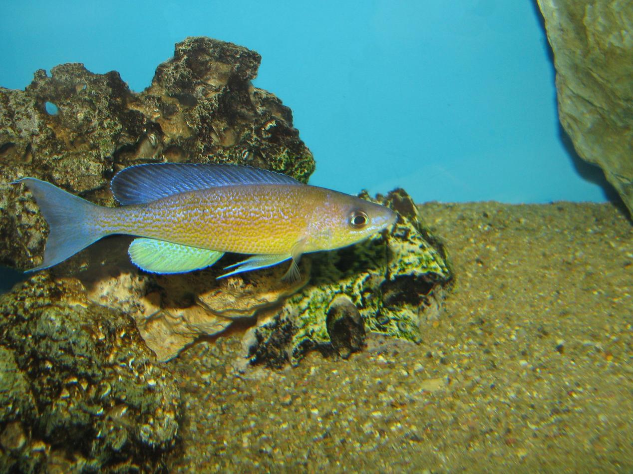 Cyprichromis pavo Kapampa