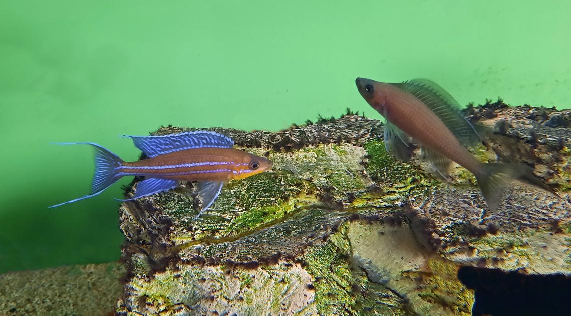 Paracyprichromis nigripinnis Kantalamba