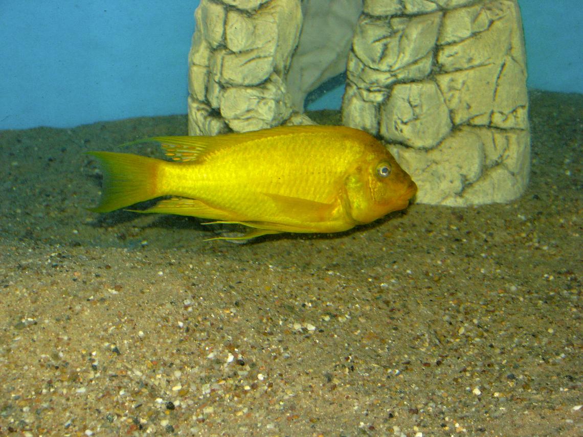 Petrochromis ephippium Moshi yellow_Mahale