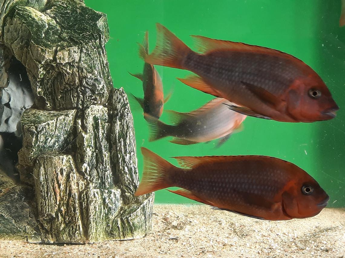 Petrochromis sp. Red_Bulu Point_females